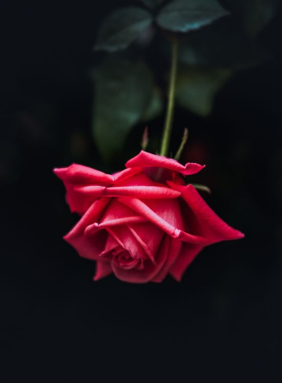 Rose Rouge en Photographie Rapprochée. Wallpaper in 3160x4288 Resolution