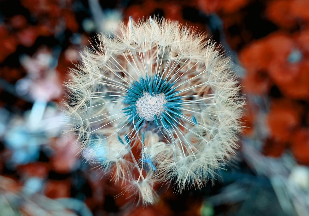 white dandelion in close up photography