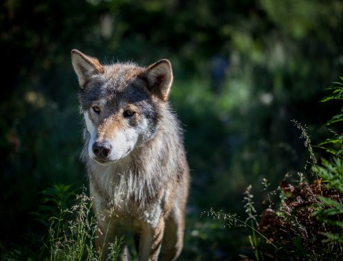 Image brown wolf on green grass during daytime