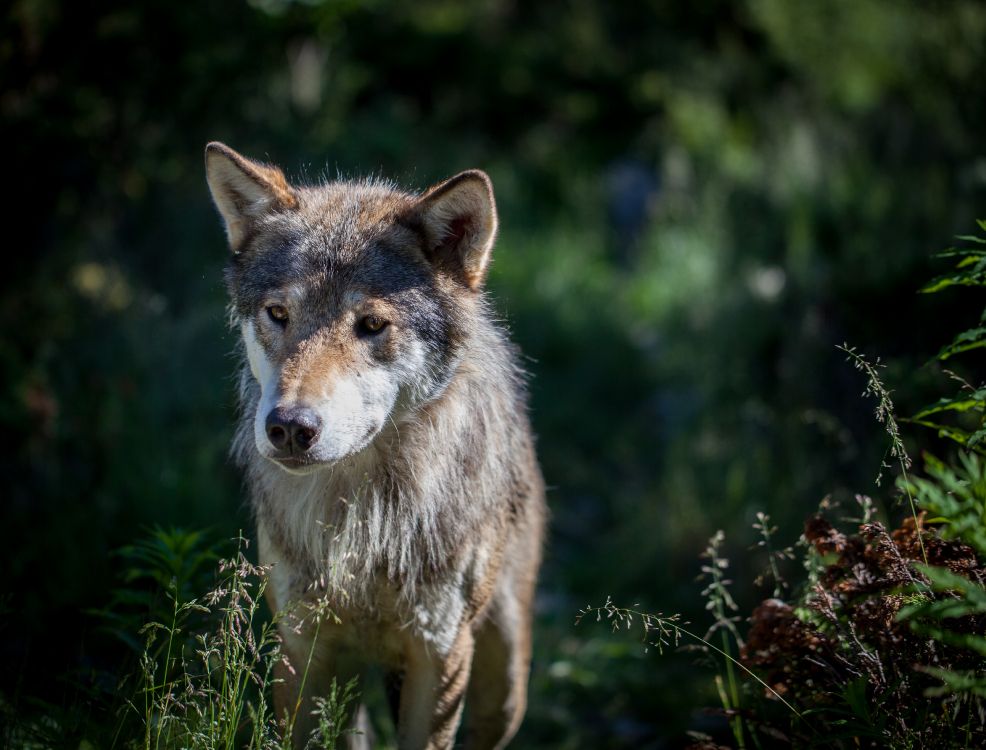 Brauner Wolf Auf Grünem Gras Tagsüber. Wallpaper in 4321x3285 Resolution