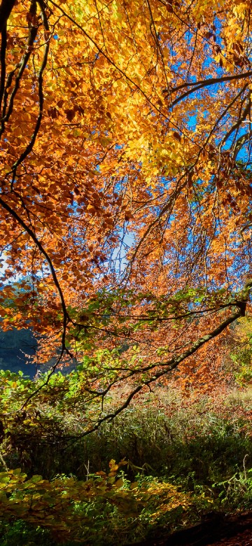 Image brown and green trees under blue sky during daytime
