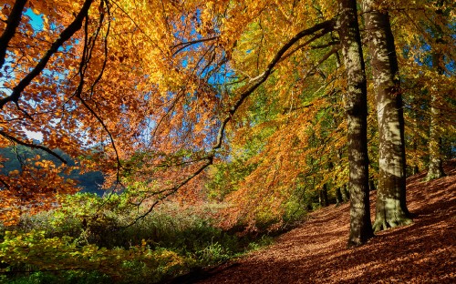 Image brown and green trees under blue sky during daytime