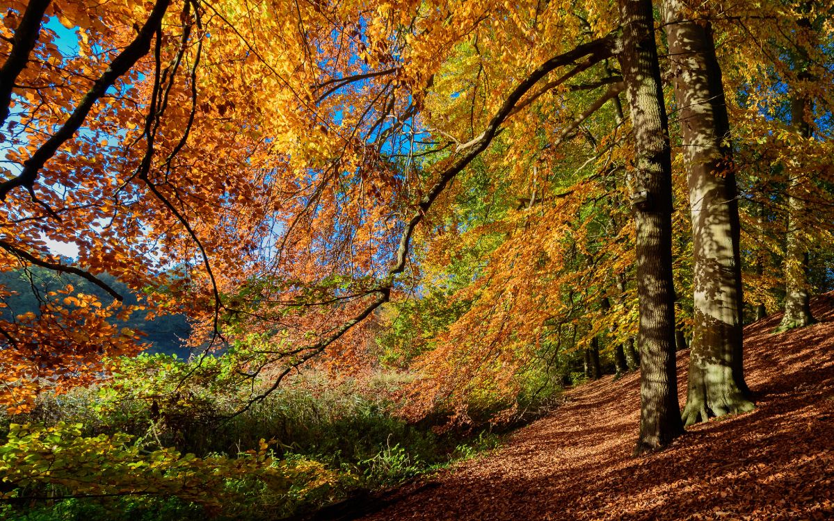 brown and green trees under blue sky during daytime