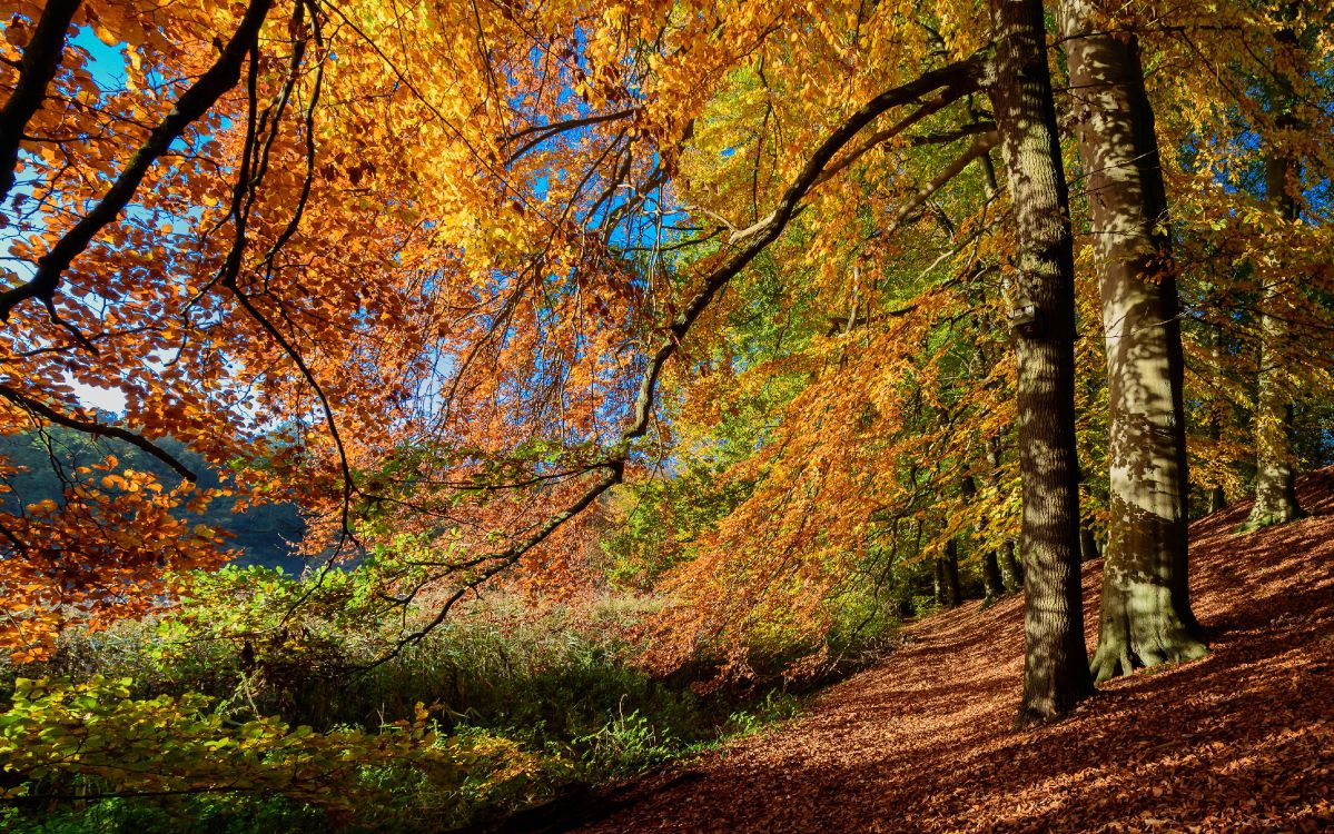 Arbres Bruns et Verts Sous Ciel Bleu Pendant la Journée. Wallpaper in 4337x2711 Resolution
