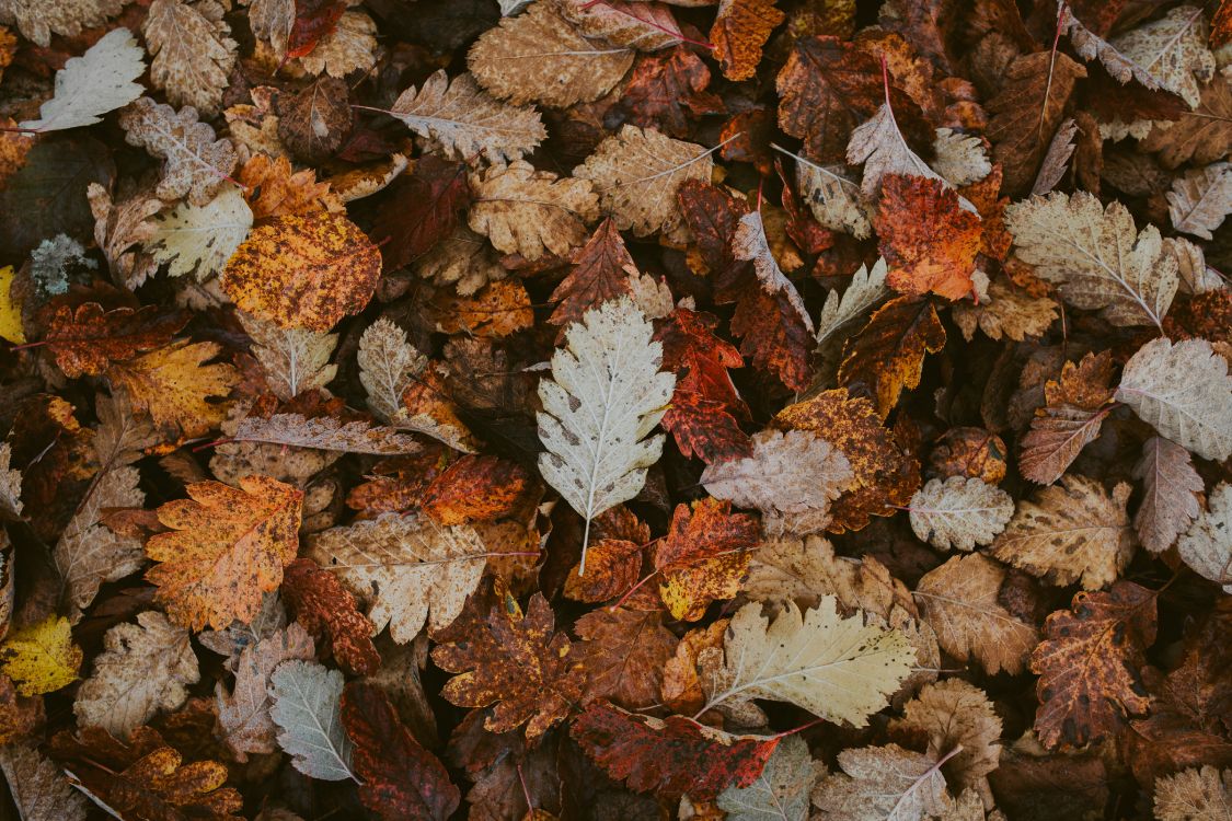 leaf, autumn, plant, flower, Plane