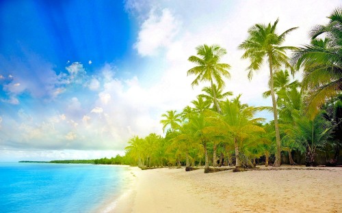 Image green coconut palm trees on beach shore during daytime