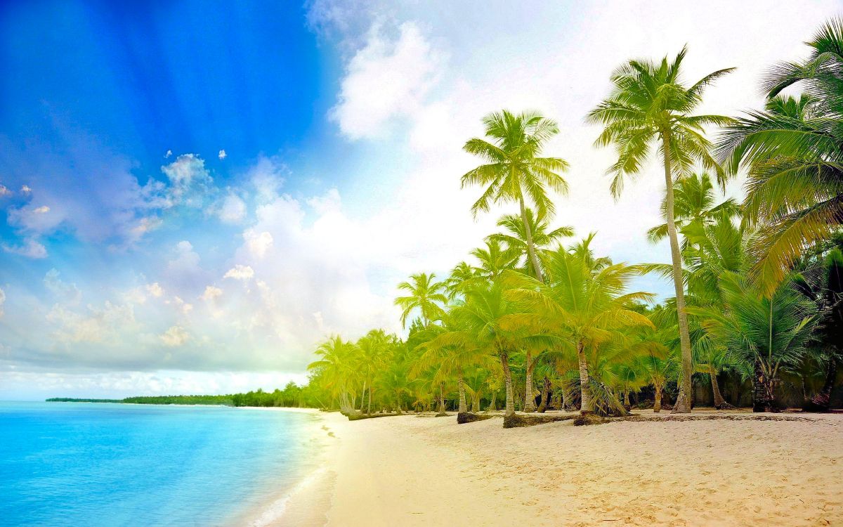 green coconut palm trees on beach shore during daytime