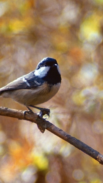 Image white and black bird on brown tree branch