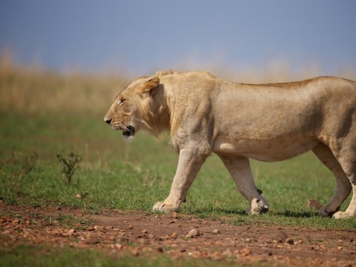 Image brown lioness walking on brown field during daytime