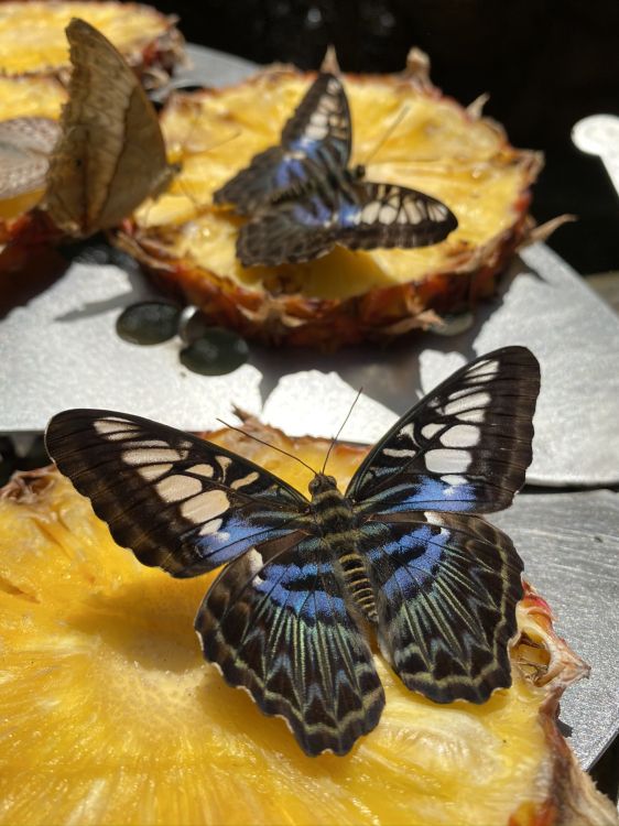 Parthenos Sylvia, Biología, Ciencia, Artrópodos, Insecto. Wallpaper in 1536x2048 Resolution