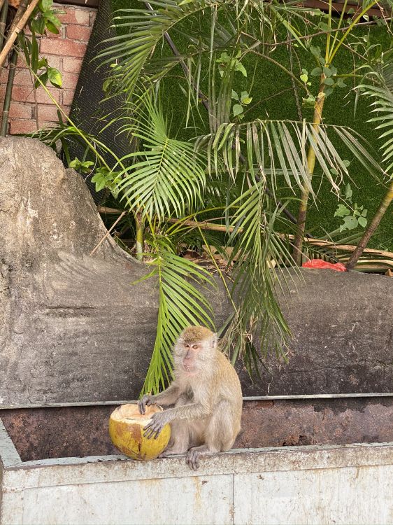 Singes du Vieux Monde, Biologie, Sciences, Primat, Adaptation. Wallpaper in 1536x2048 Resolution