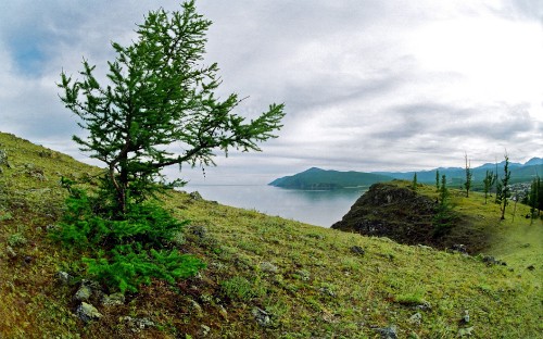 Image green tree near body of water under cloudy sky during daytime