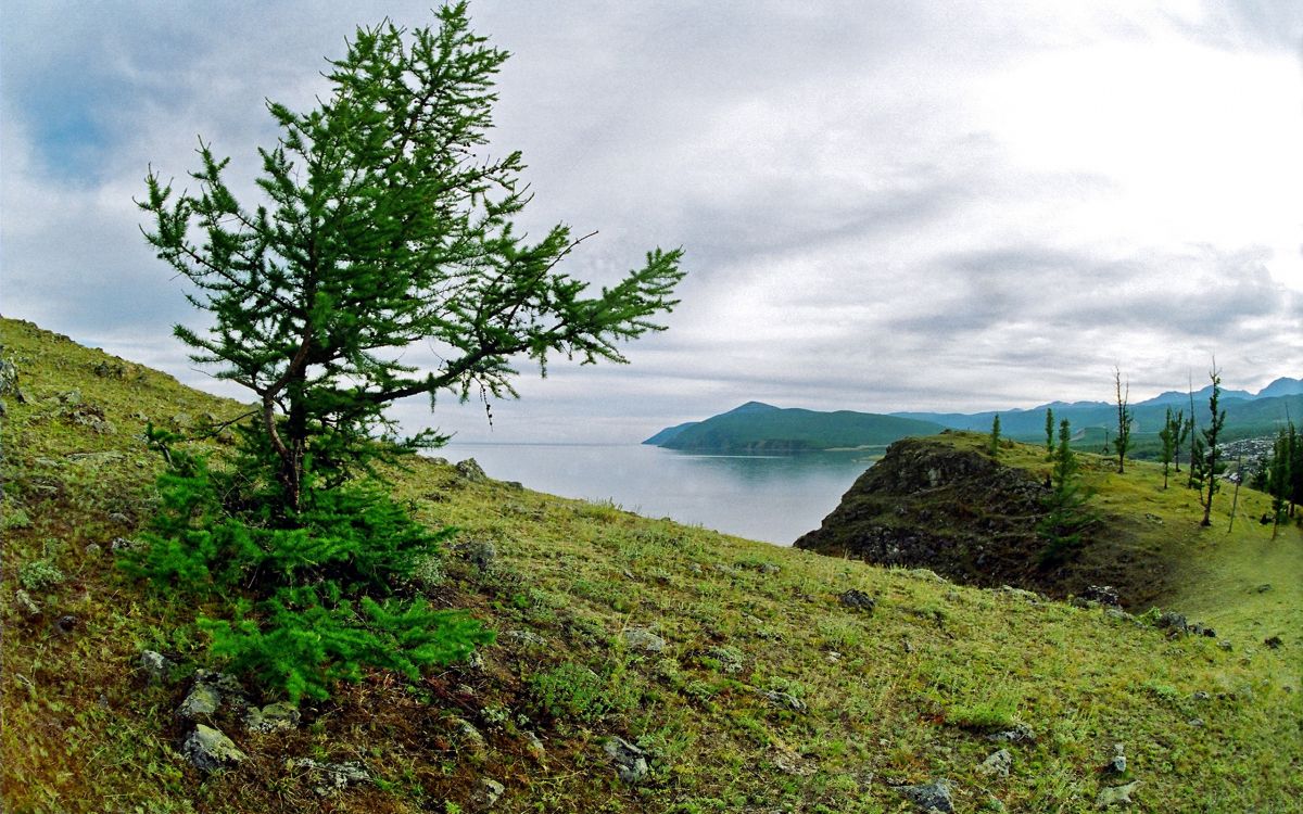 green tree near body of water under cloudy sky during daytime