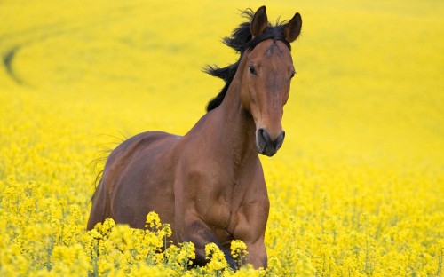 Image brown horse on yellow flower field during daytime