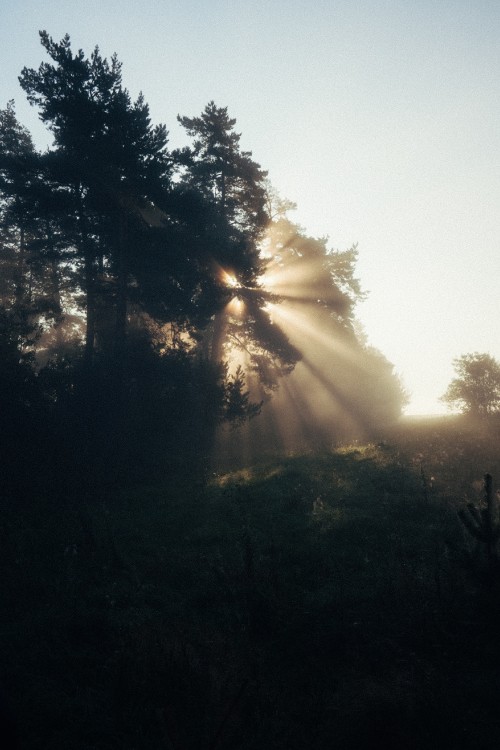 Image sunlight, evening, tree, nature, cloud