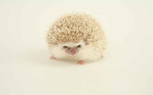 Image white hedgehog on white surface