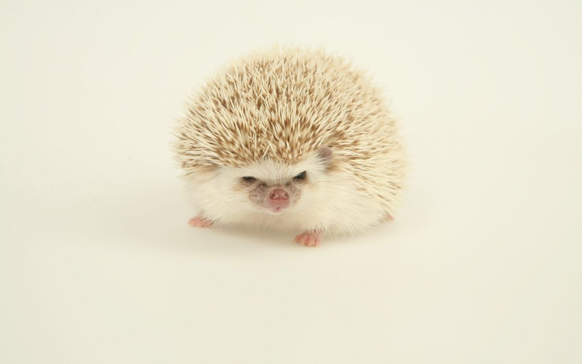 white hedgehog on white surface