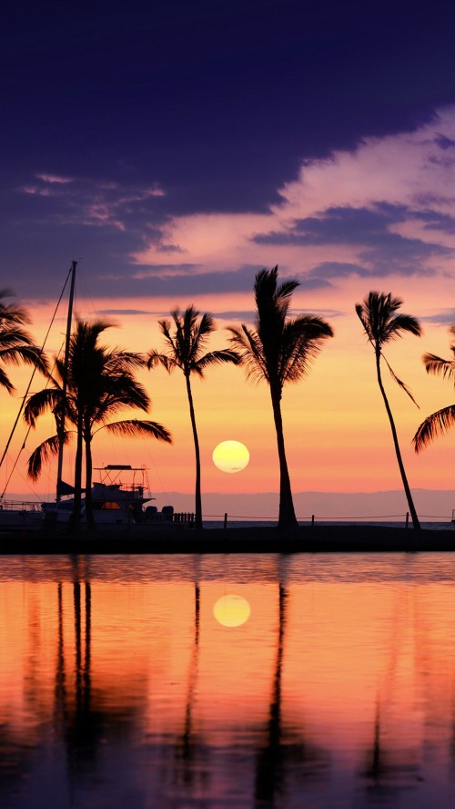 Image palm trees, travel, beach, vacation, body of water