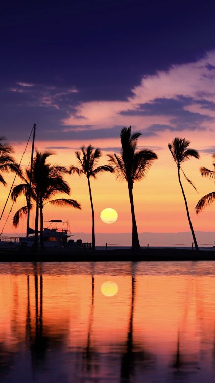 palm trees, travel, beach, vacation, body of water