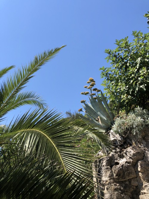 Image vegetation, biome, shrubland, palm trees, leaf