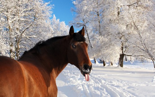 Image brown horse on snow covered ground during daytime