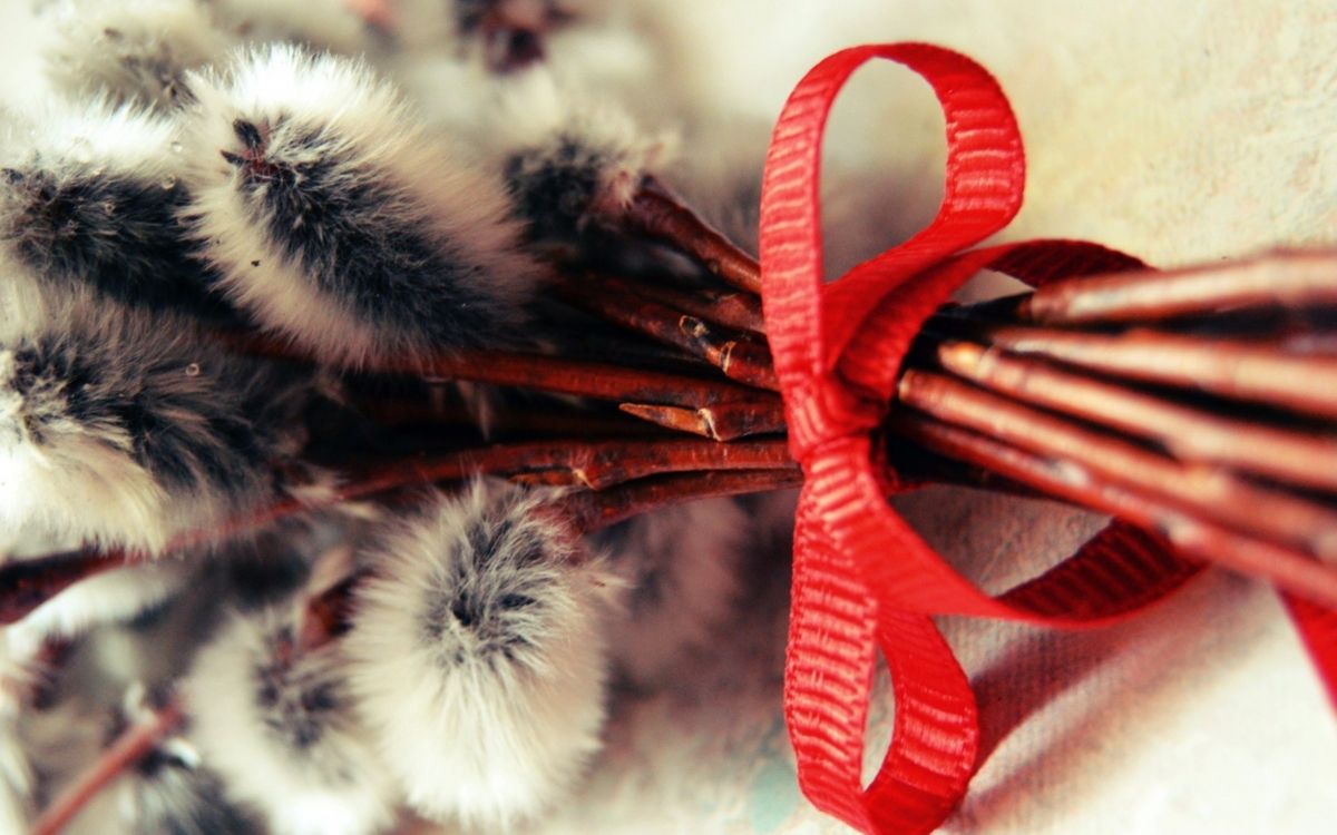 Boule de Poils Blanche et Rouge. Wallpaper in 2560x1600 Resolution