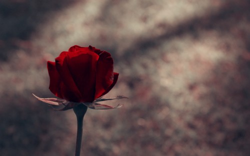 Image red rose in bloom during daytime