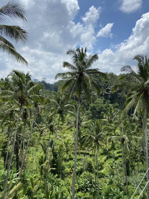 Image vegetation, shrubland, Babassu, rainforest, biome