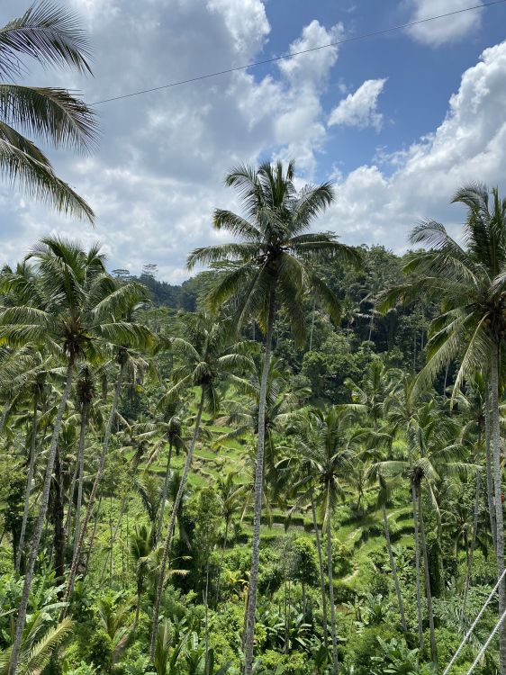 vegetation, shrubland, Babassu, rainforest, biome