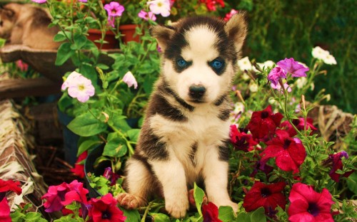 Image black and white siberian husky puppy surrounded by red flowers