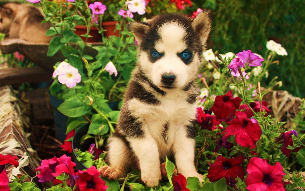 Black and White Siberian Husky Puppy Surrounded by Red Flowers. Wallpaper in 2560x1600 Resolution