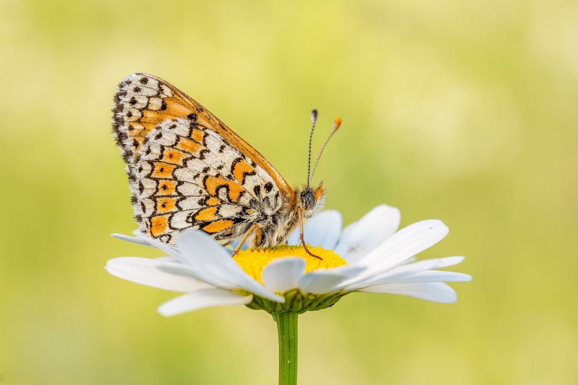 Mariposa Marrón y Negra Sobre Flor de Margarita Blanca. Wallpaper in 2048x1365 Resolution