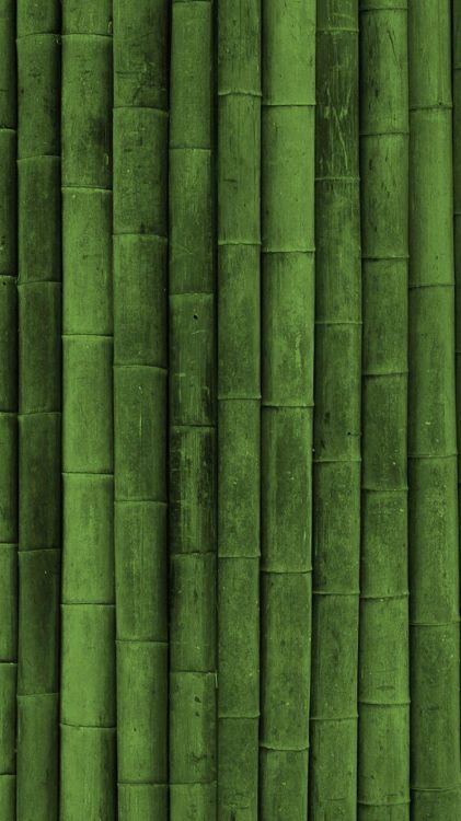 Green, Feuille, Bambou, Tige de la Plante, L'herbe de la Famille. Wallpaper in 2160x3840 Resolution