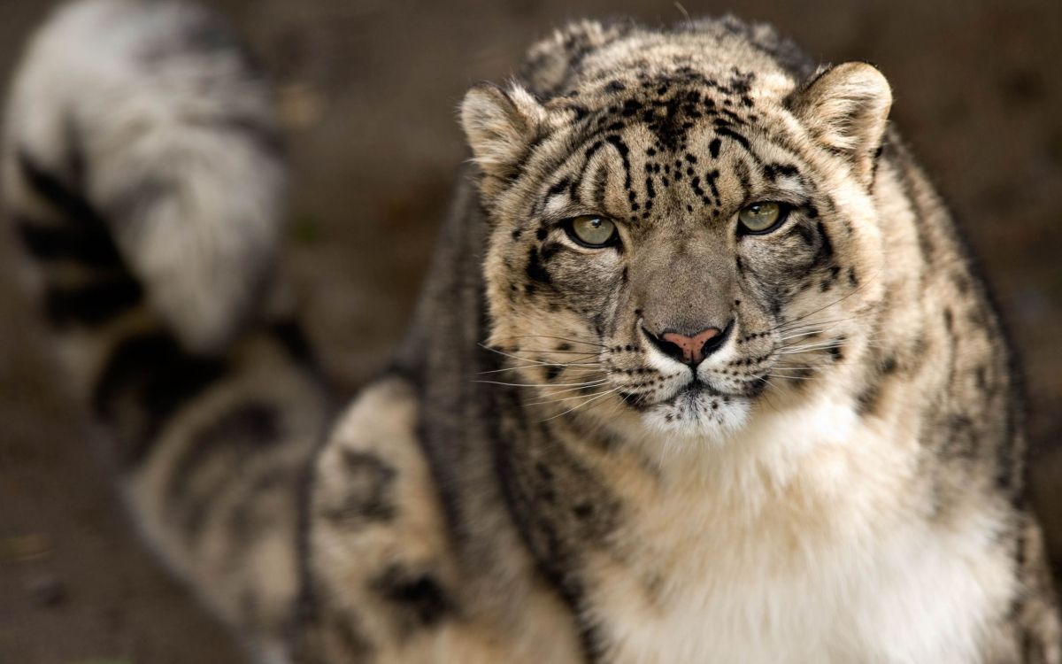 老虎, 雪豹, 野生动物, 陆地动物, 猫科 壁纸 2560x1600 允许