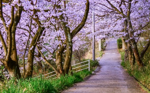 Image gray concrete pathway between green grass and trees during daytime