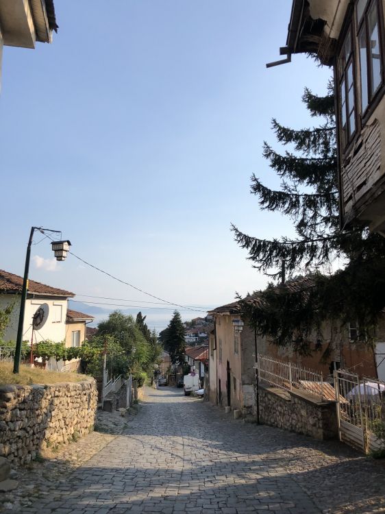 Biología, Ciudad, Carretera, Barrio, Infraestructura. Wallpaper in 1536x2048 Resolution