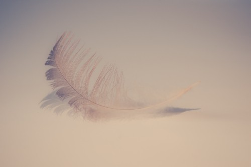 Image white feather on white surface