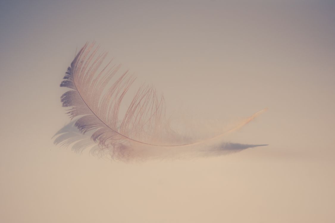 white feather on white surface