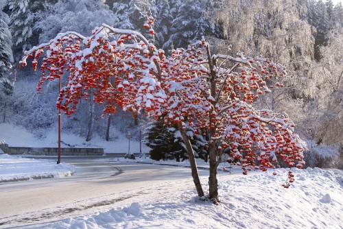 Image brown trees on snow covered ground during daytime