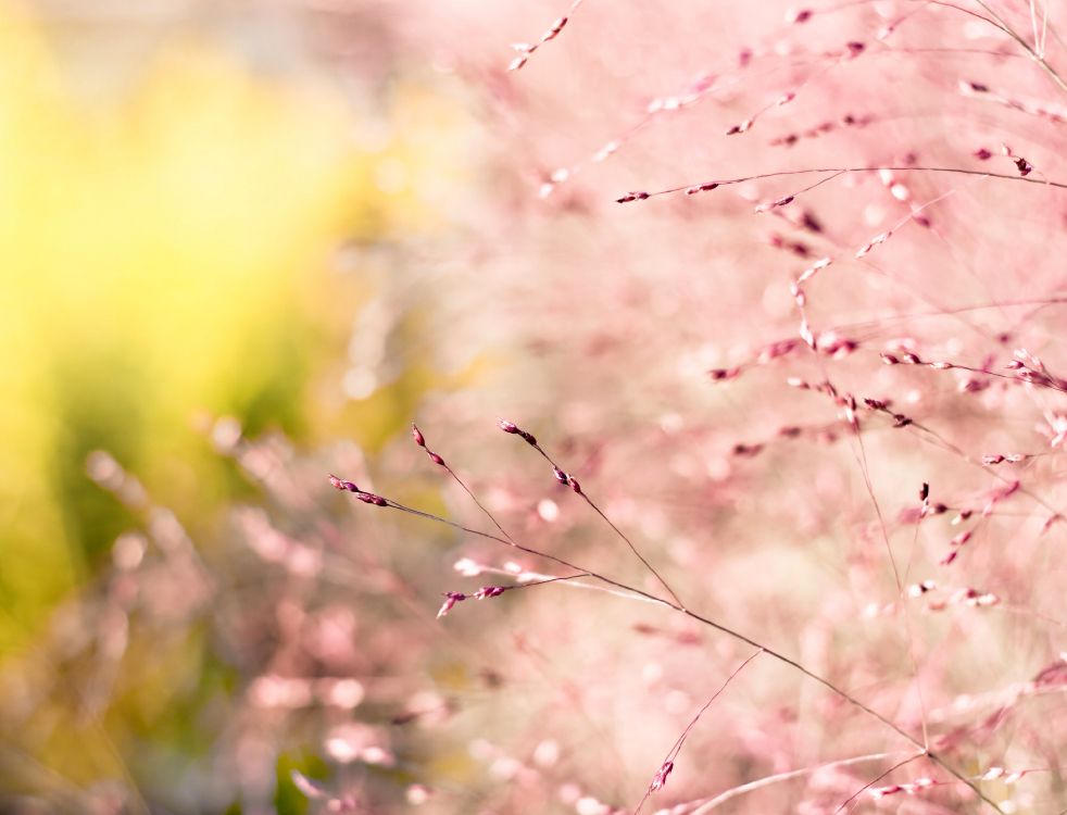 粉红色, 弹簧, 草, 开花, 树枝 壁纸 3019x2304 允许