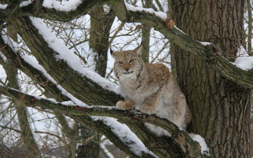 Image brown and white cat on tree branch