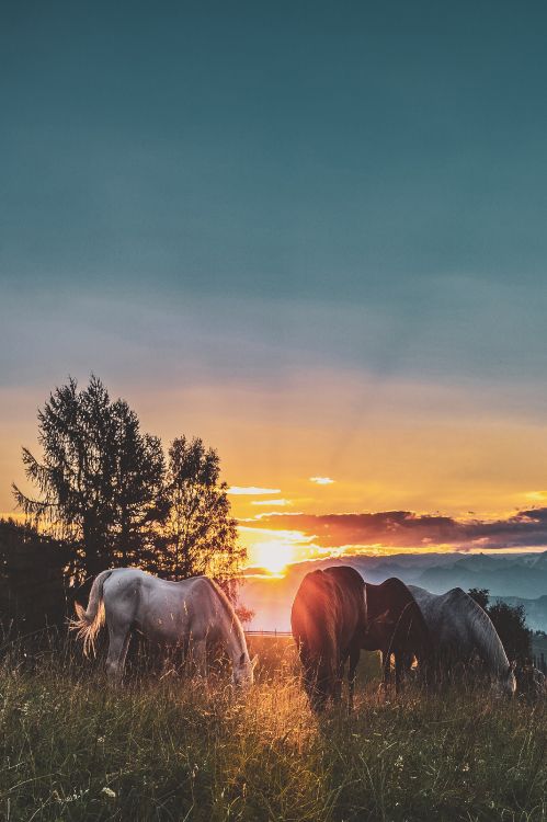 Chevaux Blancs et Noirs Sur Terrain D'herbe Verte Pendant le Coucher du Soleil. Wallpaper in 2432x3648 Resolution