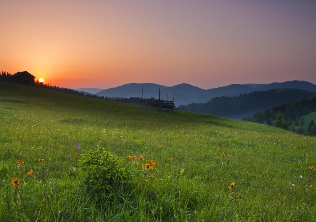 yellow flower field during sunset