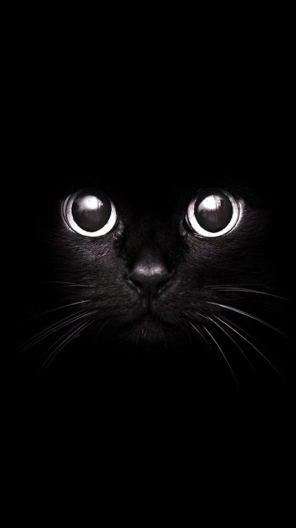 Animales Negros, Gato, Gran Danés, Felidae, Gato Negro. Wallpaper in 1080x1920 Resolution
