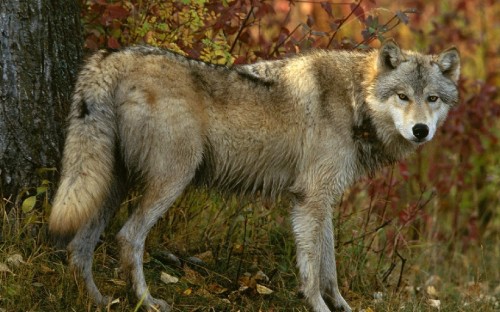 Image white and brown wolf on green grass during daytime