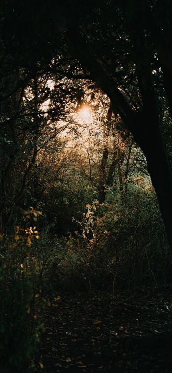 Natur, Atmosphäre, Holz, Zweig, Naturlandschaft. Wallpaper in 1080x2340 Resolution