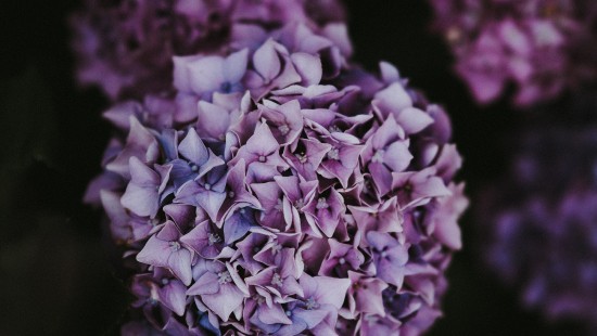 Image purple flower in close up photography