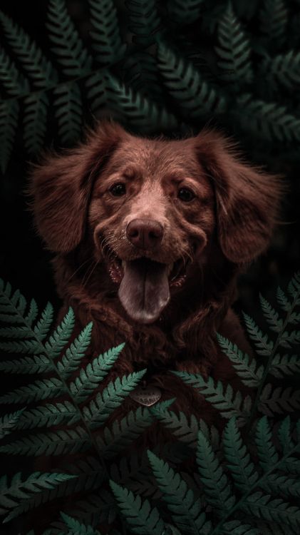 dog, havanese, boykin spaniel, dog breed, puppy