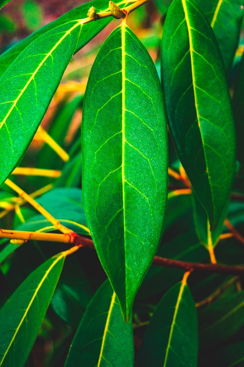 Image green leaf plant during daytime