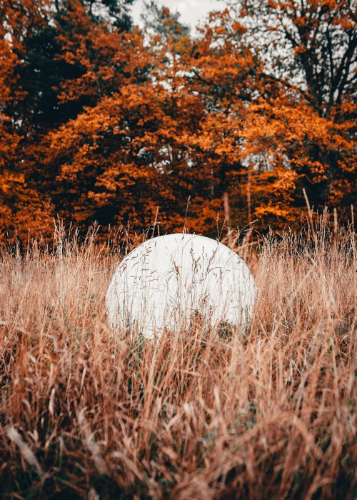 Image nature, leaf, tree, natural landscape, grass